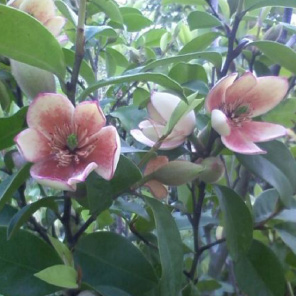 カラタネオガタマ